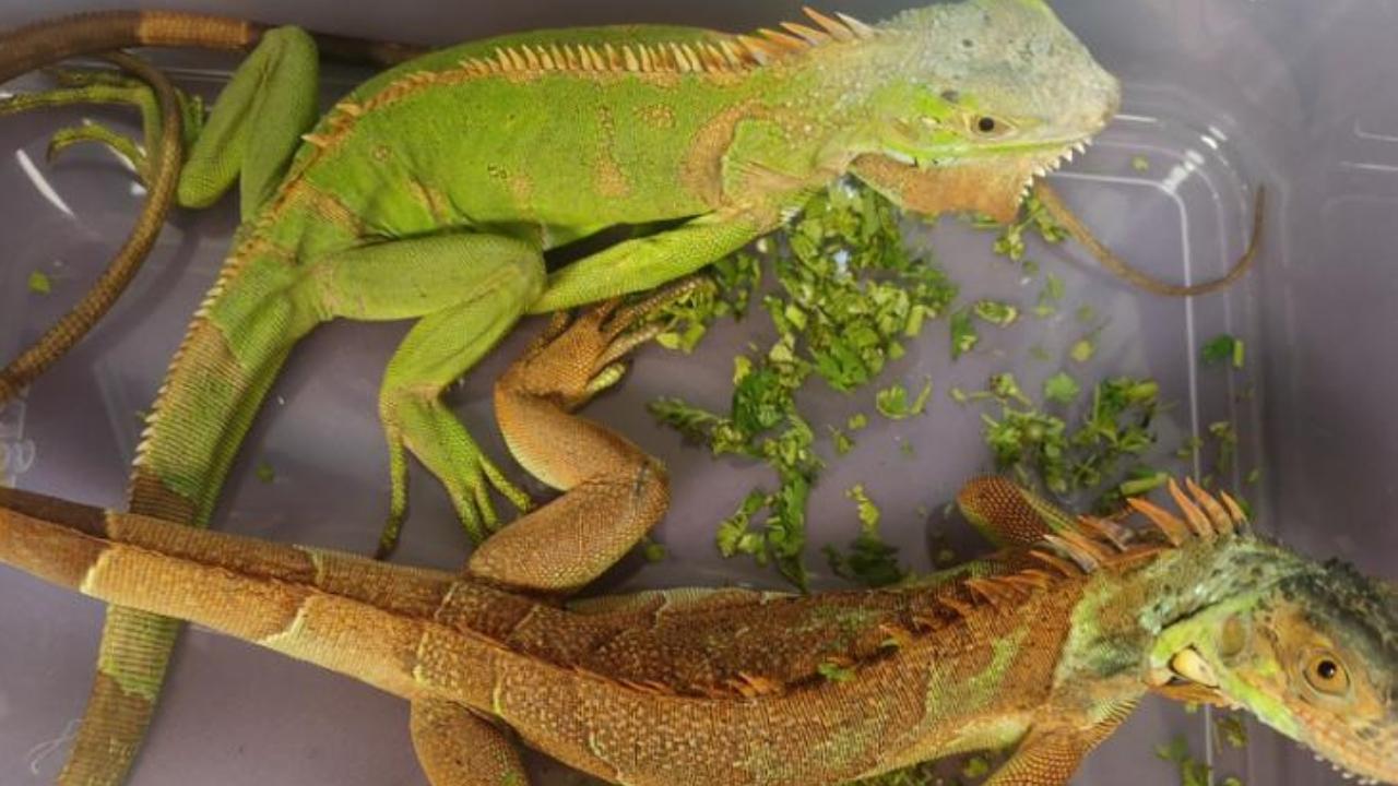 Mumbai Customs seize drugs, exotic animals at airport; 3 held