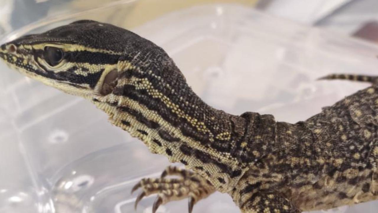 IN PHOTOS: Drugs, exotic animals smuggled from Bangkok seized at Mumbai airport