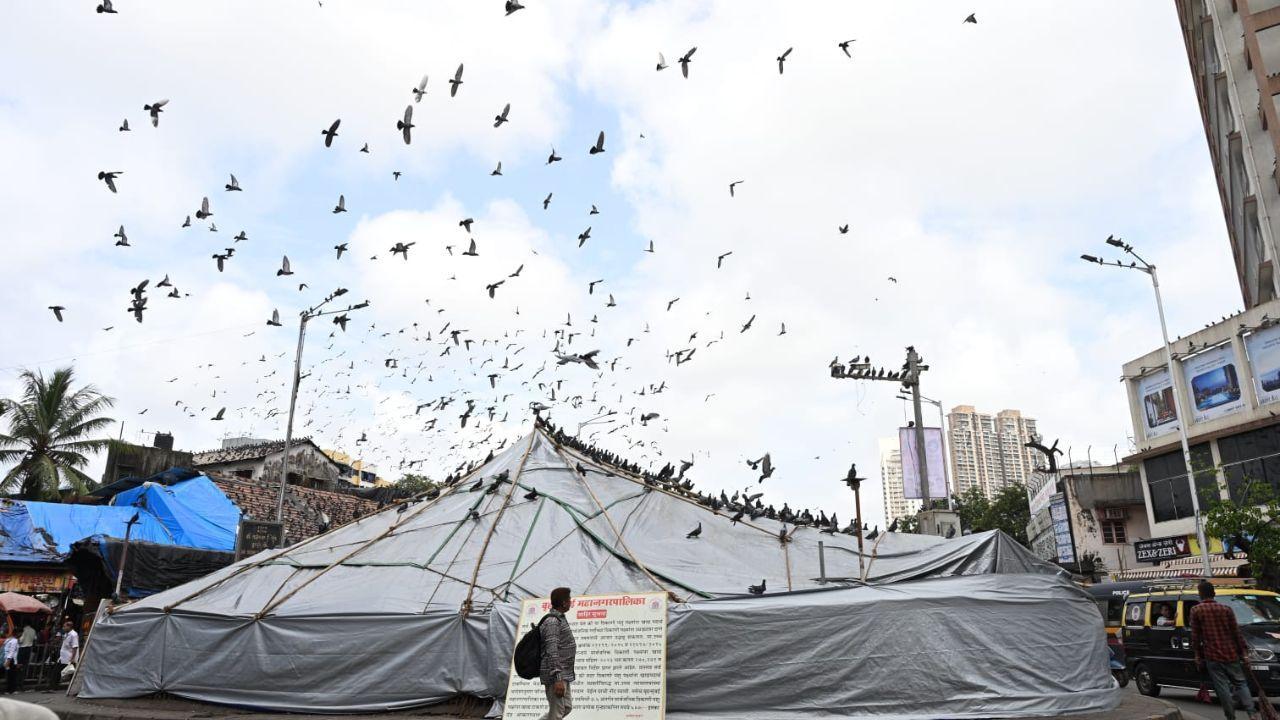 IN PHOTOS: Locals continue feeding pigeons as the ban debate ruffles feathers