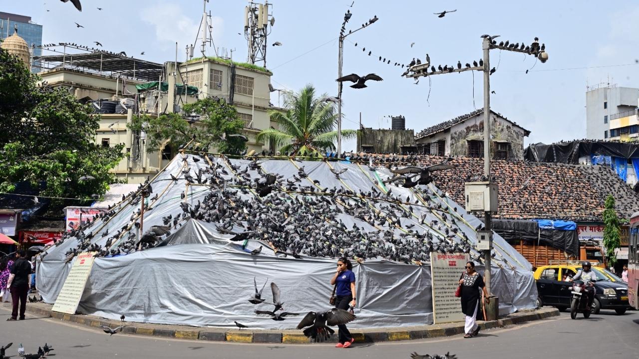 BMC covers Dadar Kabutarkhana; Lodha seeks civic chief's intervention