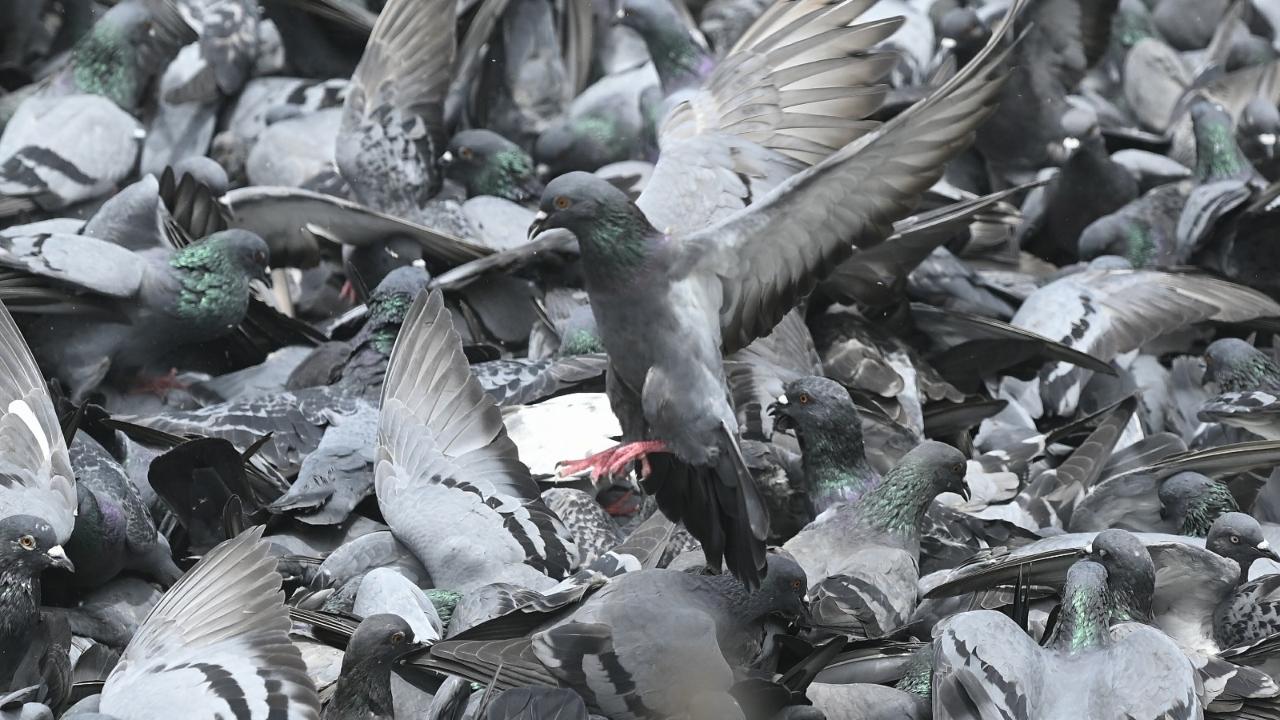SC junks plea against Bombay High Court order preventing feeding of pigeons