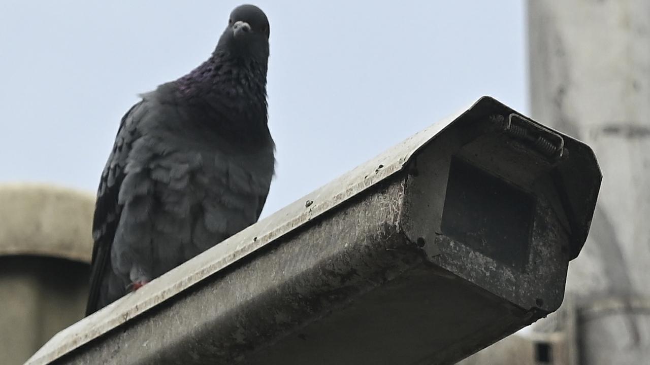 Meanwhile, BMC officials on Sunday covered the Kabutarkhana, a grade II heritage structure in Dadar, with a tarpaulin sheet amid health hazards related to feeding pigeons and restricted public access to the spot