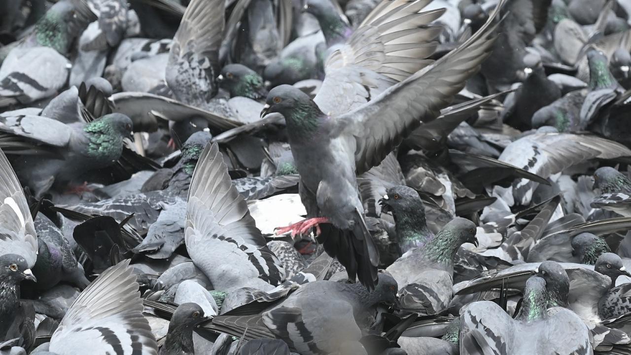 IN PHOTOS: Pigeons continue to flock at feeding sites in Mumbai