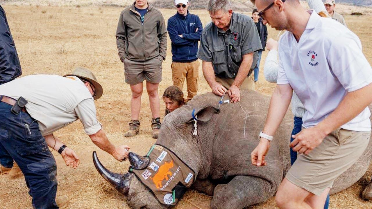 South Africa: Radioactive rhino horns to fight poaching