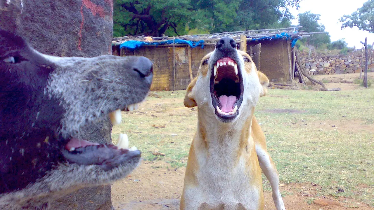 SC directo de Delhi-Nccl para quitar un perro callejero de la carretera