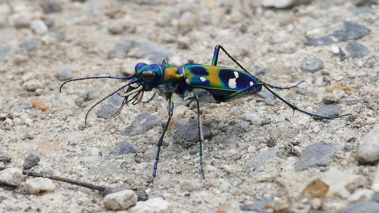 Nineteen tiger beetle species recorded at Dudhwa National Park in Uttar Pradesh: Survey