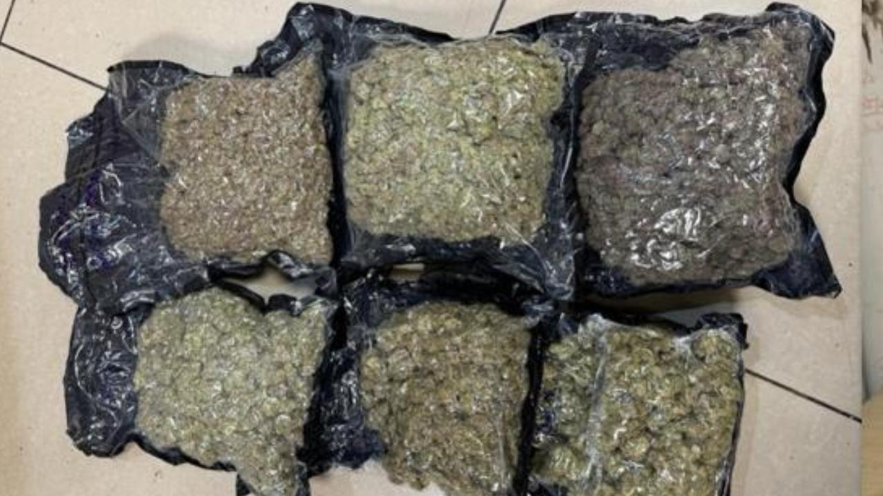Mumbai: Rs 8.56 crore worth of hydroponic marijuana seized at airport, two held