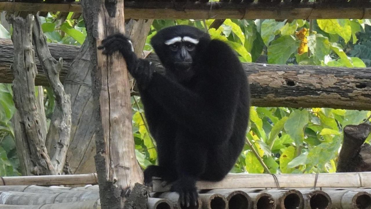 India`s only ape Western Hoolock Gibbon under threat: Primatologist