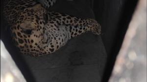 Leopard at Pune airport captured after months-long, multi-agency operation