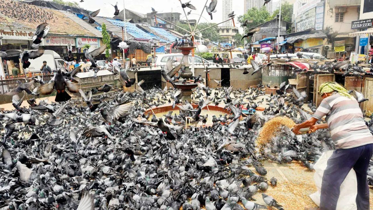 Mumbai: Court fines Dadar resident Rs 5,000 for feeding pigeons