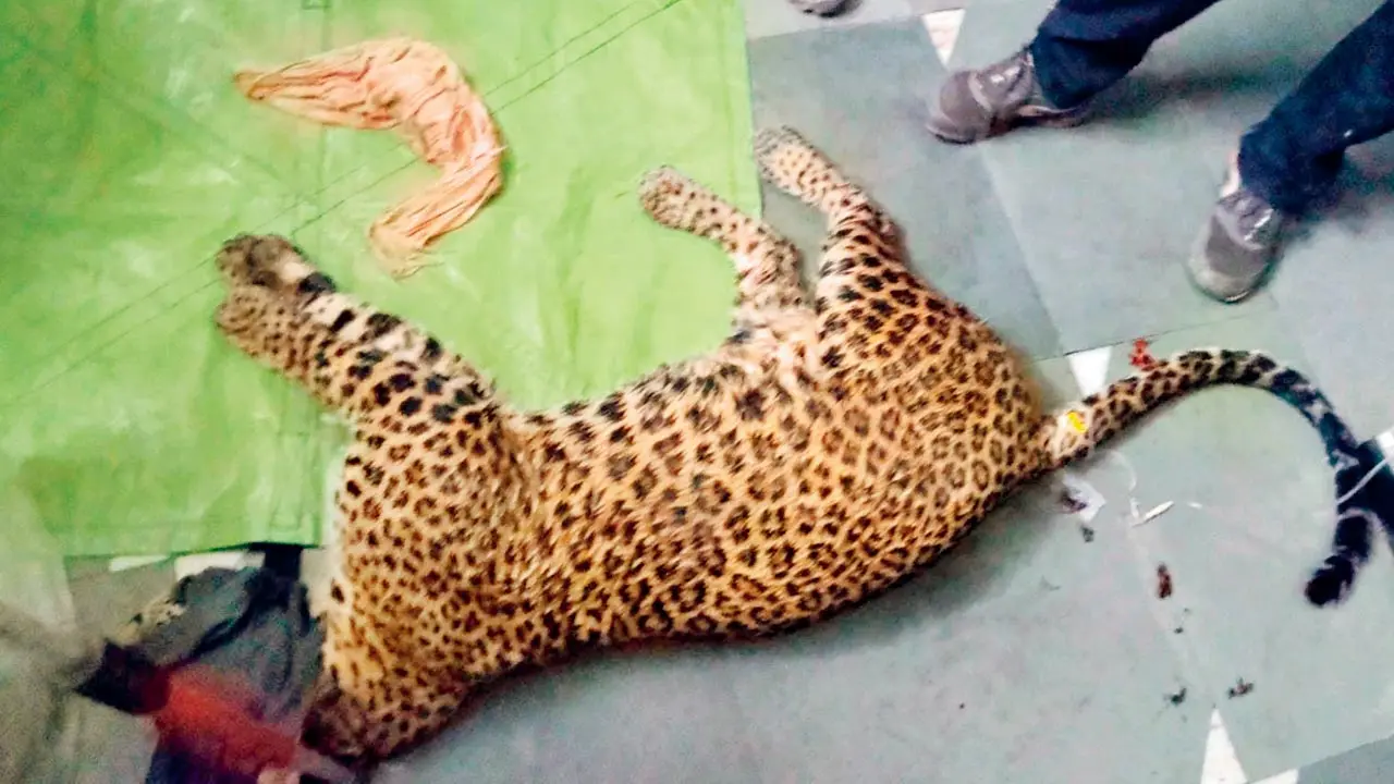 The rescued leopard in the custody of Forest Department officials. Pics/By Special Arrangement