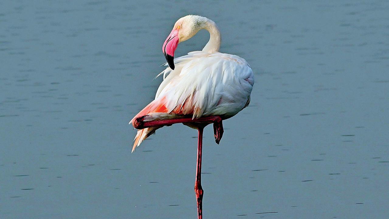 A flamingo sighted in Mulund last year. FILE PIC/SHADAB KHAN