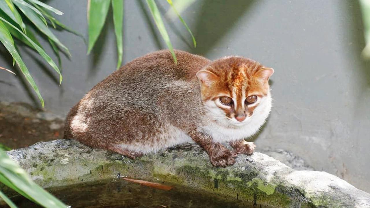 ‘Extinct’ flat-headed cat reappears in Thailand after 30 years
