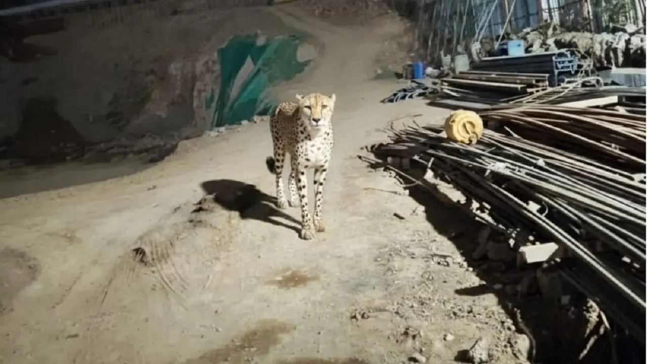 Thane leopard sighting fake alert: Viral image is AI-generated Cheetah