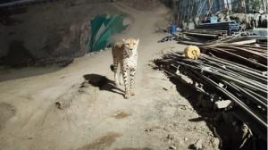 Thane leopard sighting fake alert: Viral image is AI-generated Cheetah