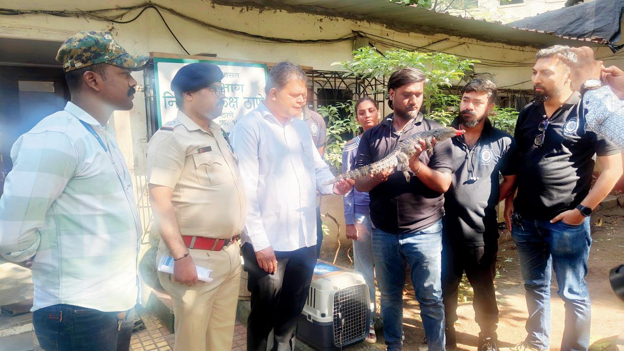 Mumbai: Crocodile rescued from Kurla pond after 25-day chase