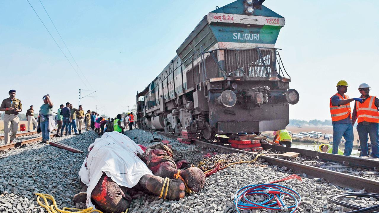 Seven elephants killed after Rajdhani Express hits herd in Assam’s Hojai