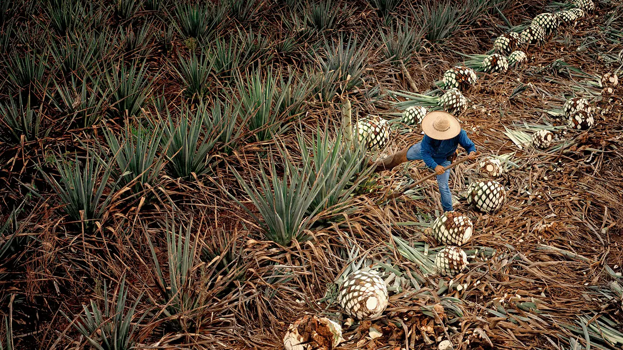 South stars craft a global, Mexico-distilled tequila brand