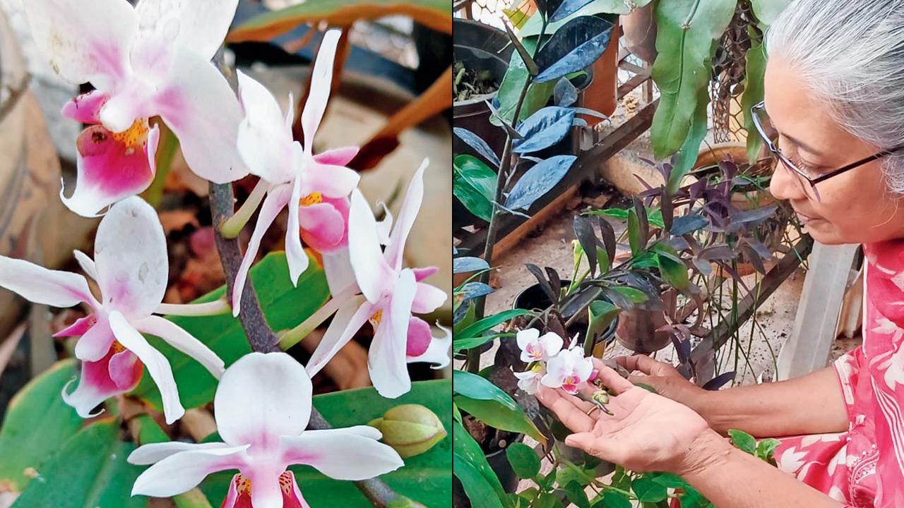 It is nature and nurture for Sakina; The eye-catching orchids