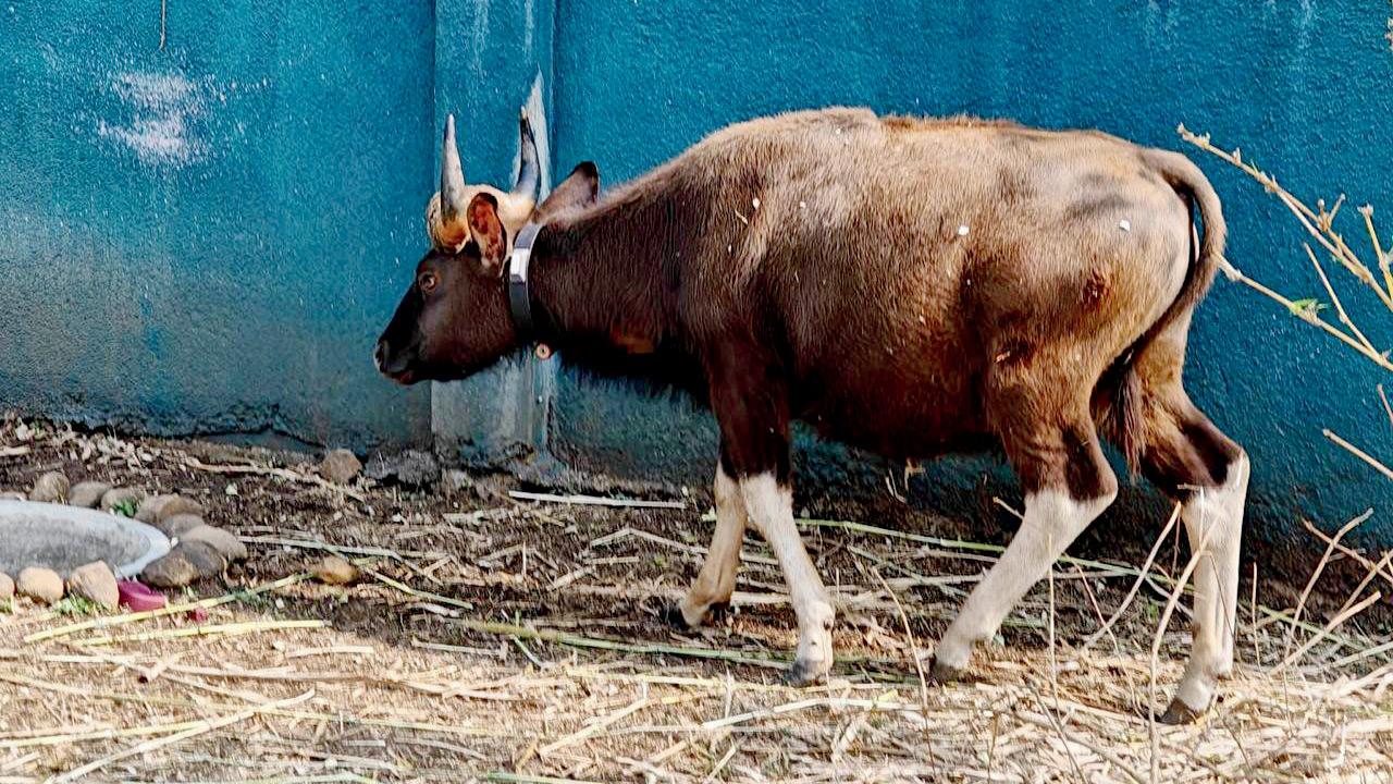 Maharashtra: Injured gaur rescued in 2023, released back into wild