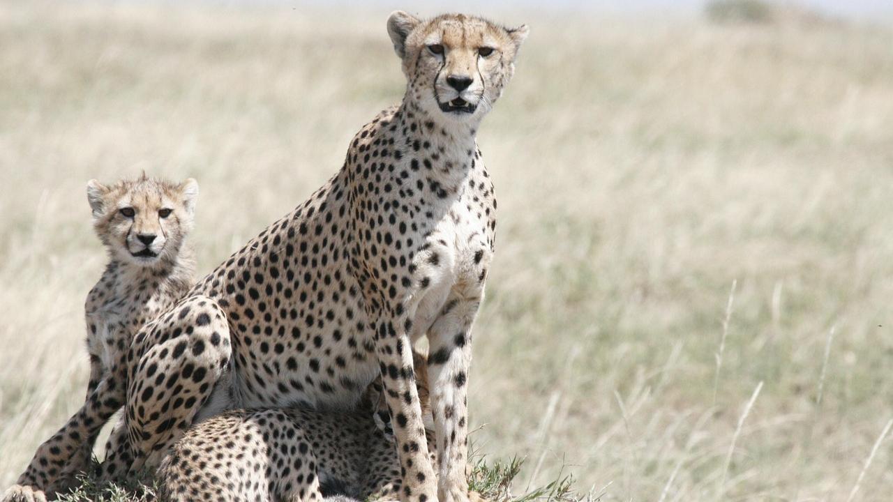 Here`s how a cheetah sperm bank may protect the species