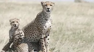 Here's how a cheetah sperm bank may protect the species