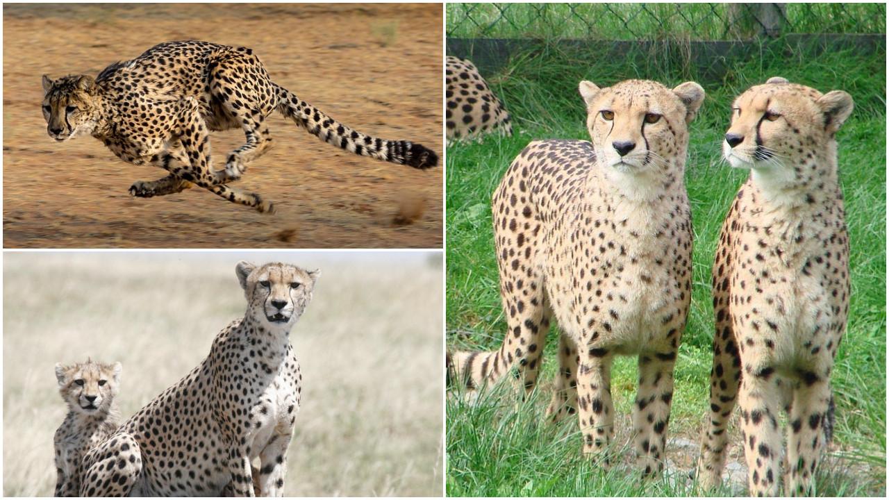 PICS | 5 fascinating facts about the Indian cheetah
