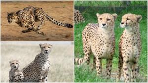 PICS | 5 fascinating facts about the Indian cheetah