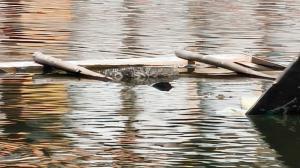 Mumbai: Unexpected crocodile sighting in Kurla pond prompts rescue efforts