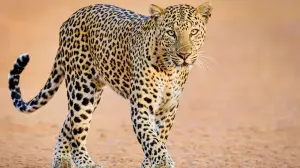 Leopard sighted in densely populated area of Thane