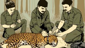 Leopard rescued from Bhayandar to be fitted with radio collar before release
