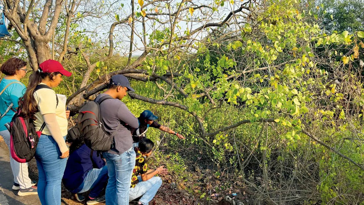Sign up for this guide nature walk in Mumbai to explore the Gorai mangroves