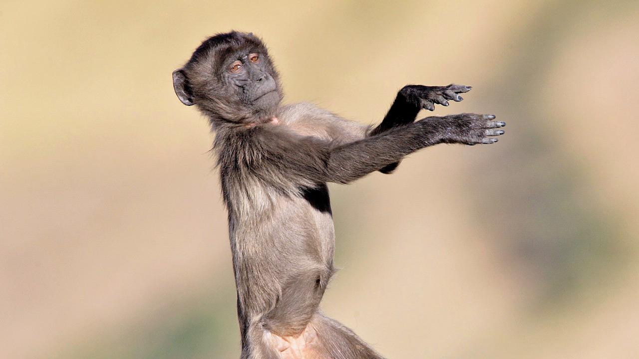 Monkeys can tap to beat of human music, researchers find