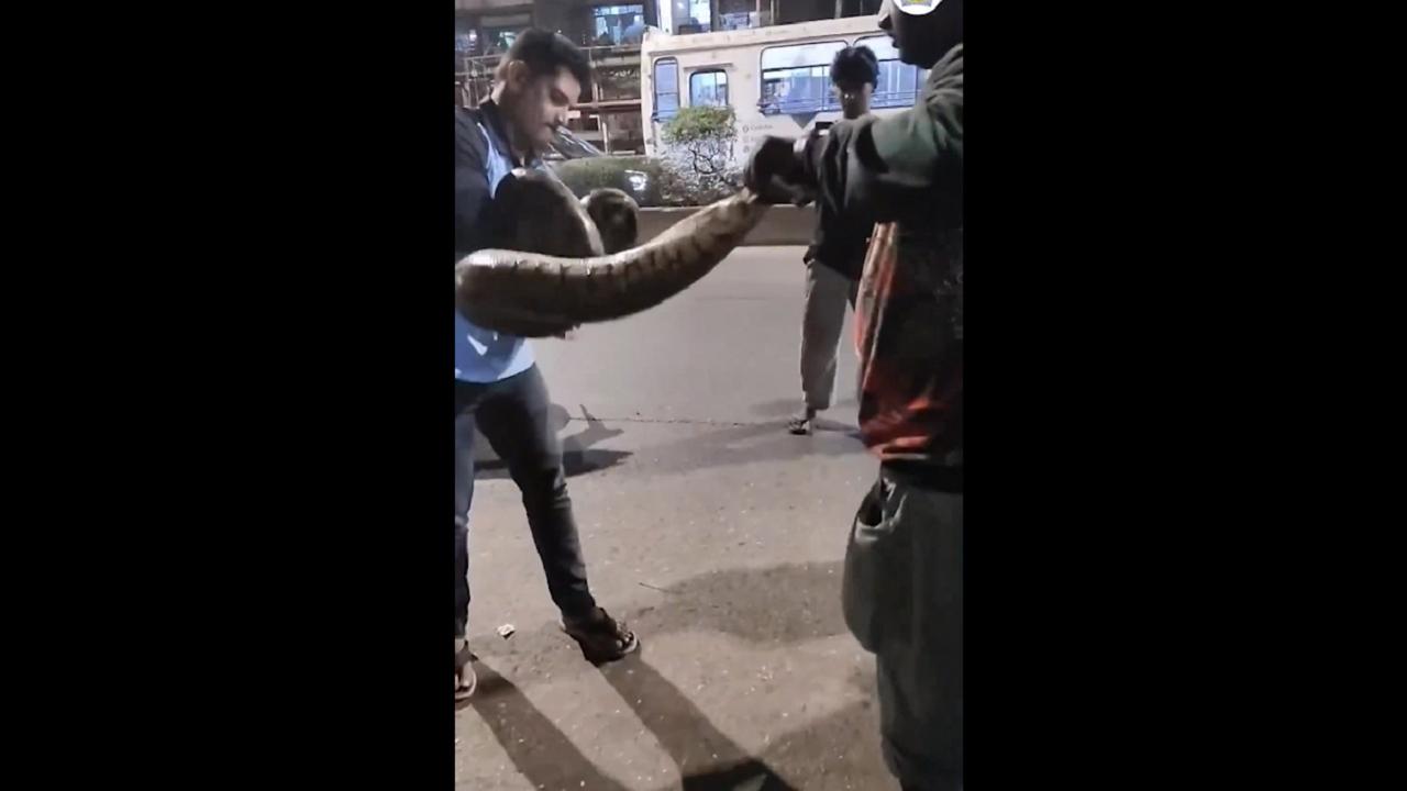 Mumbai News LIVE Updates: Cop rescues 9-foot python from Dharavi