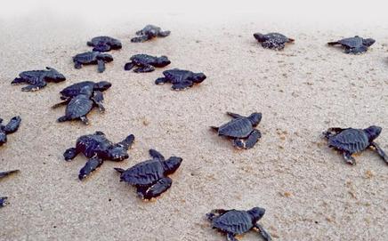 Image for representational purpose only. Photo Courtesy: File pic