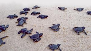 Mating season of Olive Ridley turtles begins in Odisha, security beefed up