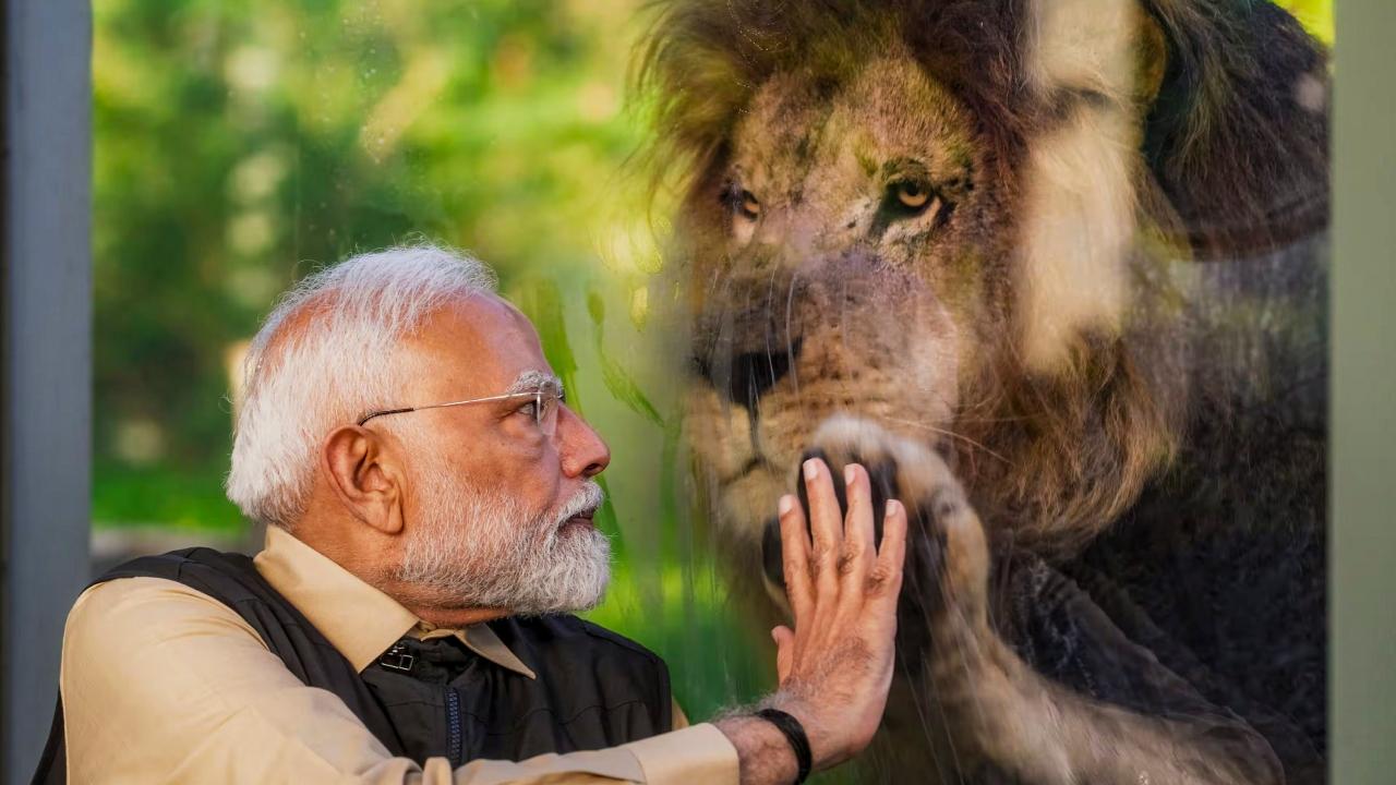<p>PM Modi observes a lion through a glass partition during the inauguration of ‘Vantara’ in Jamnagar, Gujarat.</p> <p>PM Modi observes a lion through a glass partition during the inauguration of ‘Vantara’ in Jamnagar, Gujarat.</p>