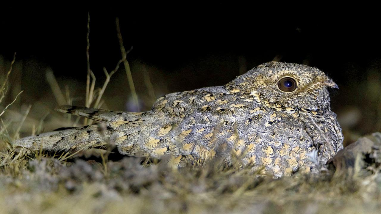 Rarely documented Sykes’s Nightjar. Pic/Karan Solanki