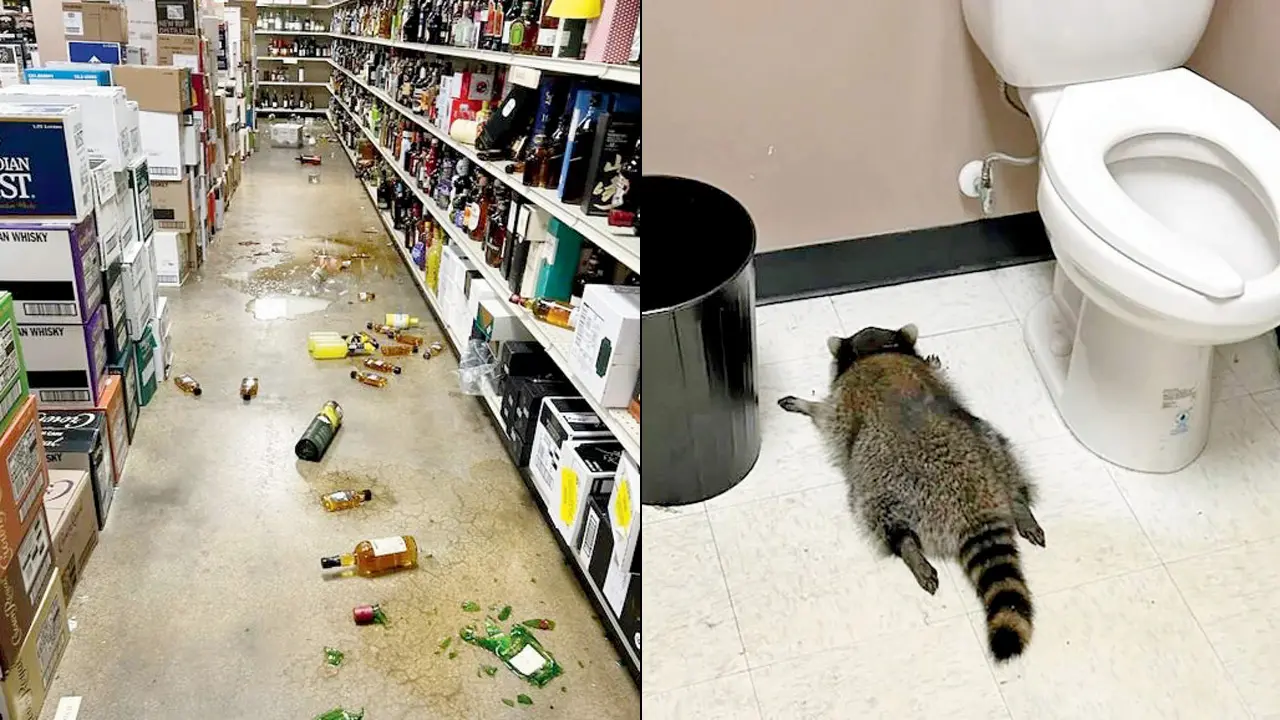 Raccoon goes on drunken rampage in US liquor store