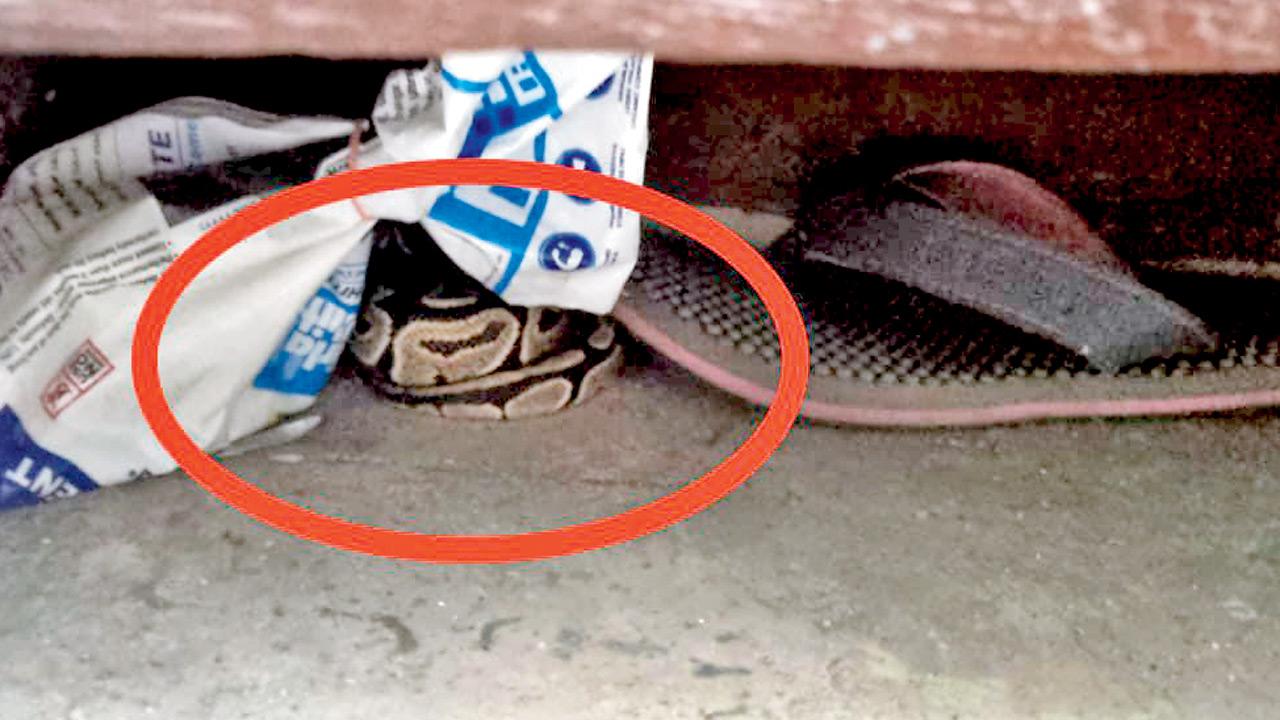 A hidden ball python in Mahim building before the rescue