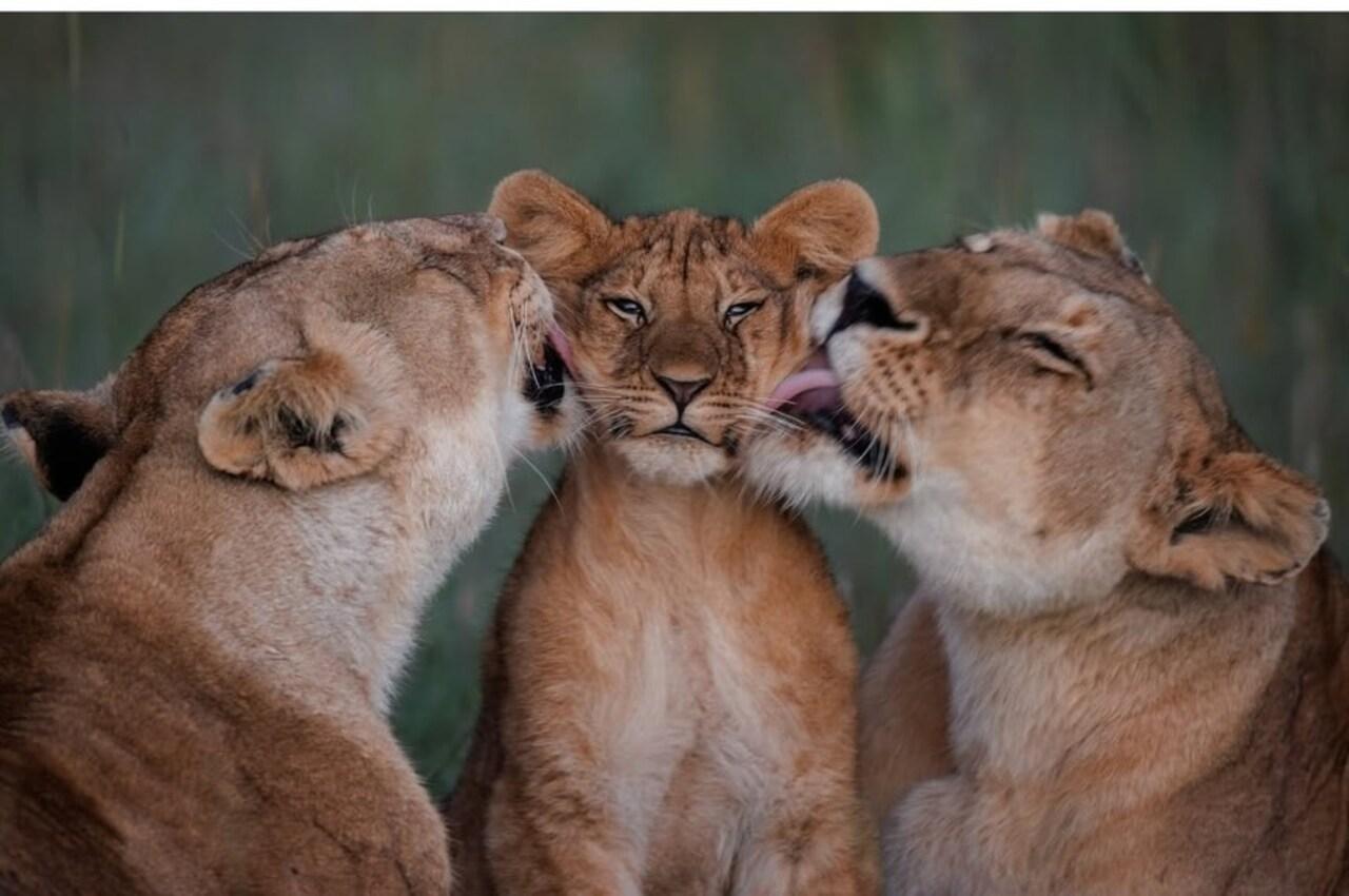 <p>In her post, Kiara first shared a pic of lion, lioness and their cub, symbolising how her own family grew and expanded with the arrival of her daughter, Saraayah.</p>