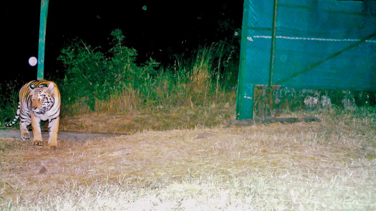 In search of love, Tara takes the plunge, swims crocodile-infested Chandoli dam