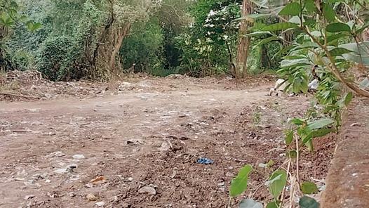 Mangroves destroyed near Thane helipad: Environmentalist files complaint