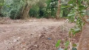 Mangroves destroyed near Thane helipad: Environmentalist files complaint