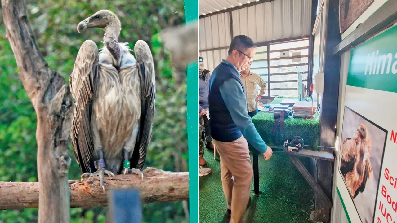 Released vultures return to guide captive-bred birds at Pench Tiger Reserve