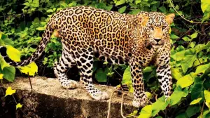 Maharashtra: Leopard spotted near Bavdhan; Forest department urges caution