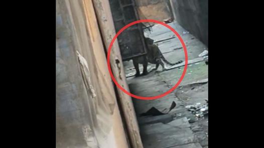 Watch | Leopard enters Bhayander residential building, two injured