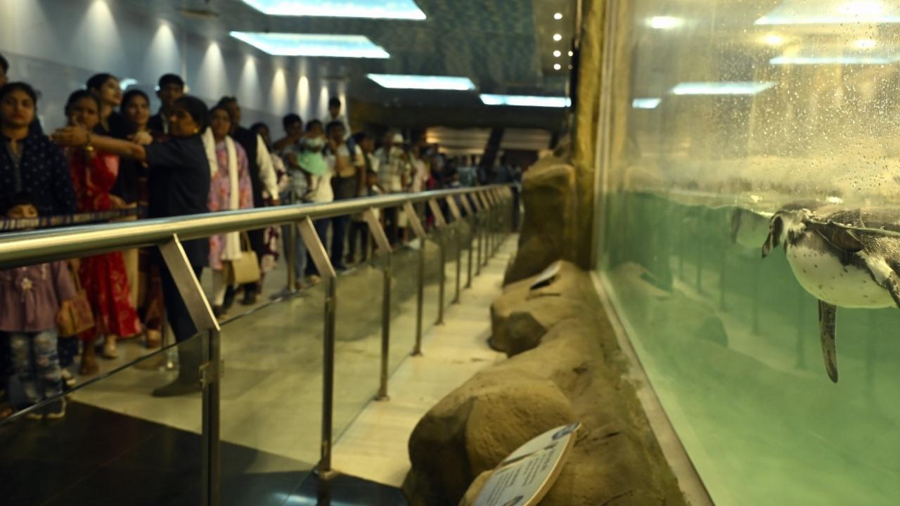 The main with crowd-pullers at the zoo include the Humboldt penguins and big cats