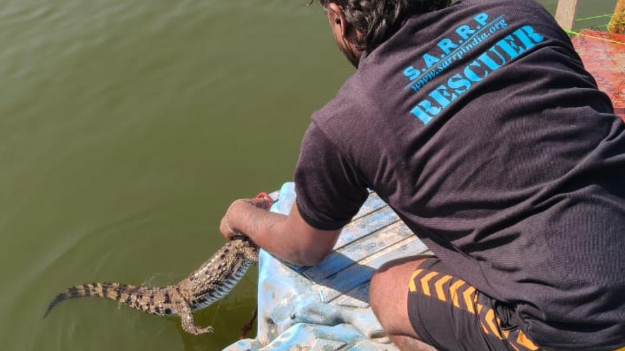 Thane forest officials, along with NGO SARRP India, carried out the operation, which required round-the-clock monitoring of the water body