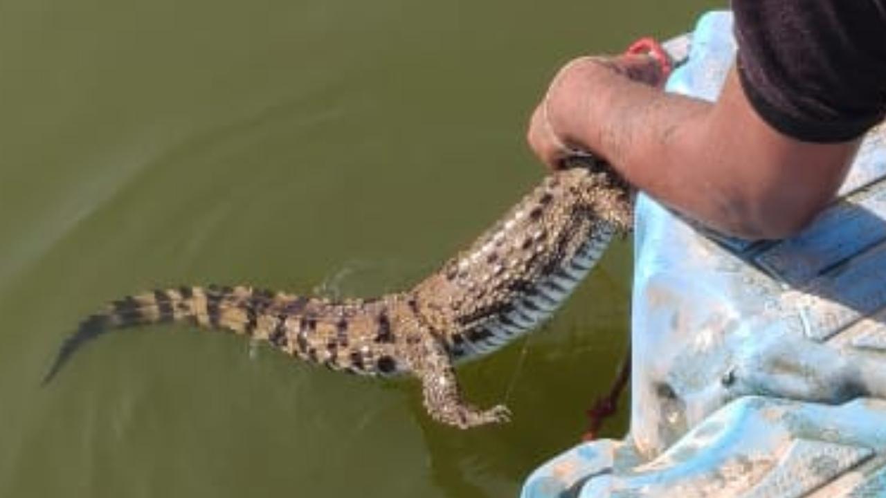 “As marsh crocodiles can stay submerged for long periods, tracking it was challenging. Our team worked in day-and-night shifts to ensure we didn’t lose sight of it,” said Asif Patrawala of SARRP India